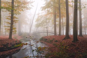 Herfst bos in de mist van Isa V