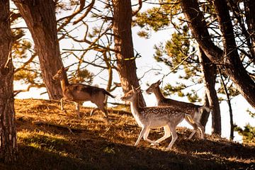 Herten in het bos van Oranjezon van Danny Bastiaanse