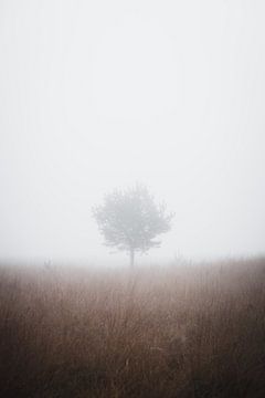 Boom in het veld van Thijs Pausma