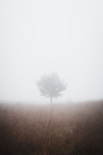 Arbre dans le champ