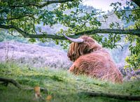 Schotse hooglander