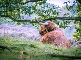 Schotse hooglander von Erica Kuiper