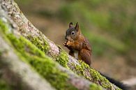 Eichhörnchen by Alena Holtz thumbnail