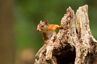 Eichhörnchen auf Baumstumpf von Marianne Jonkman Miniaturansicht