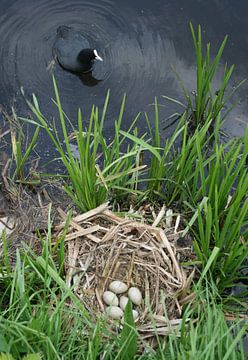 Meerkoet met nest. by Foto EVC