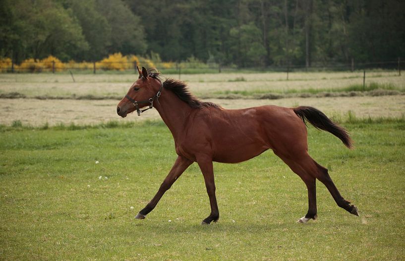 horse by Frank Smedts