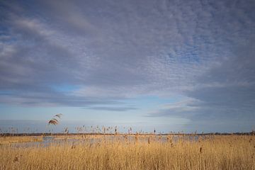 View over the Naardermeer