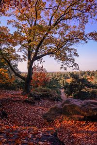 Indian summer van Eelke Brandsma