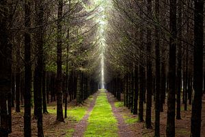 Kröte im Wald
