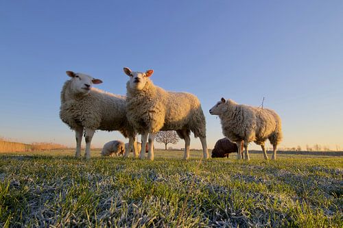 The cold doesn't bother these die hards