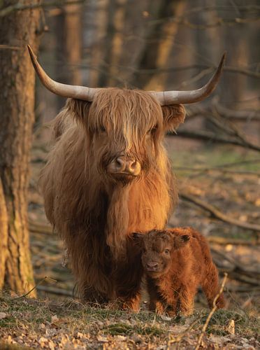 Scottish Highlander and her calf
