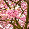 Cherry Blossom Detail by Nancy Pauwels Photo