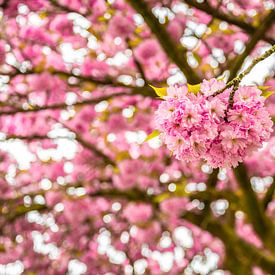 Kersenbloesem Detail van Nancy Pauwels Photo
