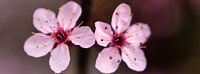 Two pink blossoms in all their glory