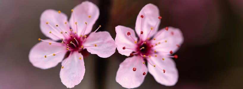 Zwei rosa Blüten in ihrer ganzen Pracht von Henry Oude Egberink