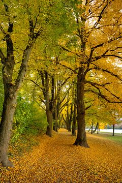 Gouden herfst in Regensburg van Roith Fotografie