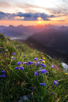 Sonnenaufgang in den Alpen mit lila Blumen und Morgenröte im Tannheimer Tal vom Gaishorn aus