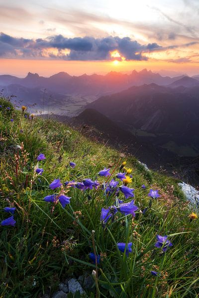 Zonsopgang in de Alpen met paarse bloemen en dageraad in het Tannheimer Tal vanuit Gaishorn van Daniel Pahmeier