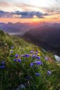 Zonsopgang in de Alpen met paarse bloemen en dageraad in het Tannheimer Tal vanuit Gaishorn van Daniel Pahmeier thumbnail
