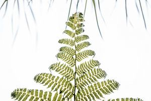 Farnblatt Symmetrisch in Licht und Stille