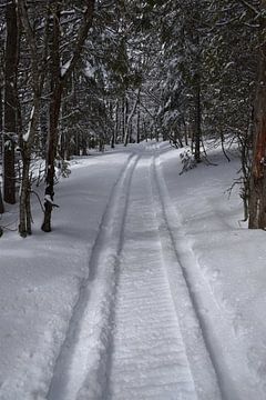 Een sneeuwscooterpad in een bos van Claude Laprise