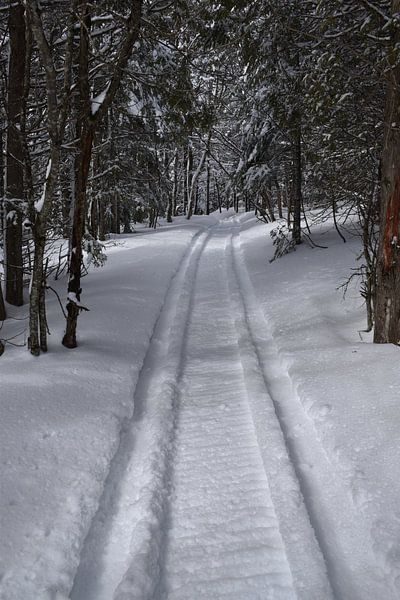 A snowmobile trail in a forest by Claude Laprise