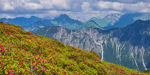 Alpenroosbloesem op de Fellhorn