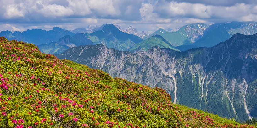 Alpine rose blossom on the Fellhorn by Walter G. Allgöwer