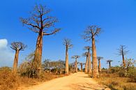 Baobab Avenue by Dennis van de Water thumbnail