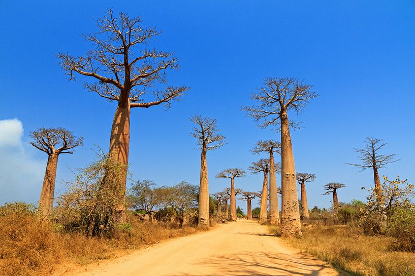 Baobab Avenue by Dennis van de Water