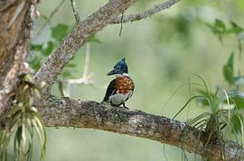 Amazone-ijsvogel op tak von Maurits Kuiper