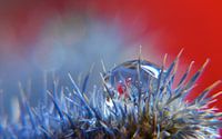 Droplet on blue thistle