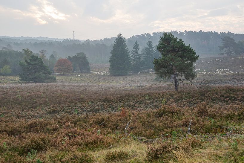 schapen op de brunssummerheide van Francois Debets