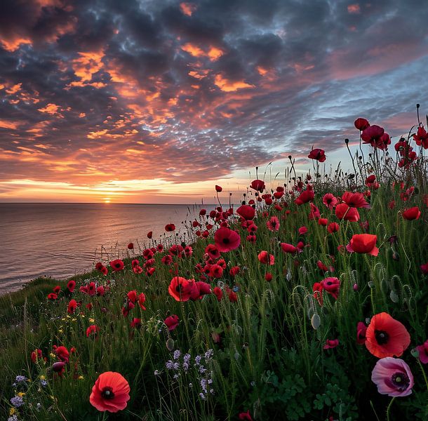 Blick über ein Feld mit Mohnblumen von fernlichtsicht