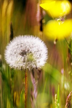 Pusteblume von Kurt Krause