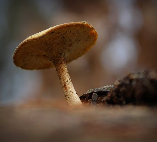 Winterhoutzwam. sur Marthijn van Tellingen