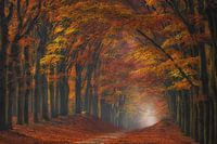 The natural tunnel