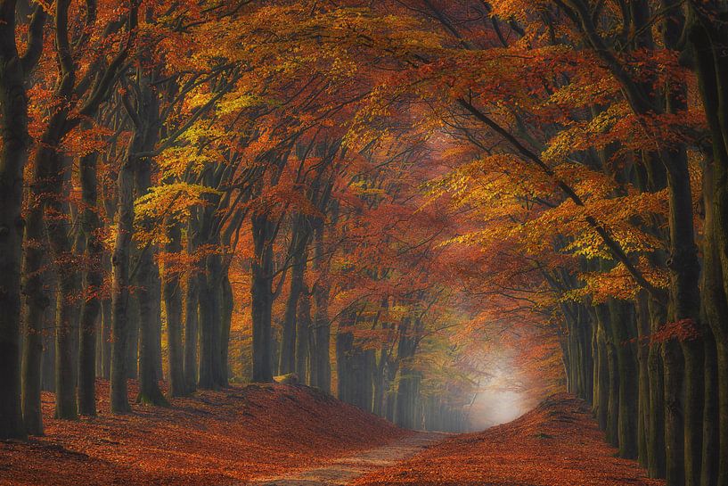 The natural tunnel by Arjen Noord