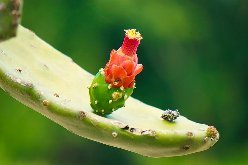 Cactus flower by Loris Photography