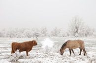 A Scottish Highlander and a Konik horse in a winter landscape by Bas Meelker thumbnail