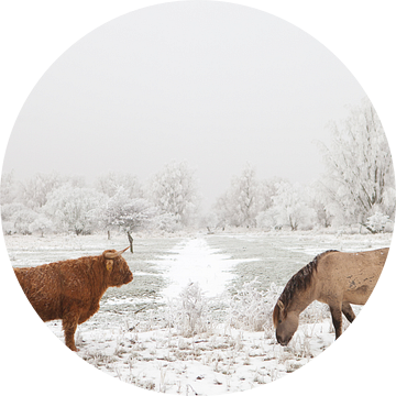 Een Schotse Hooglander en een Konikpaard in een winter landschap van Bas Meelker
