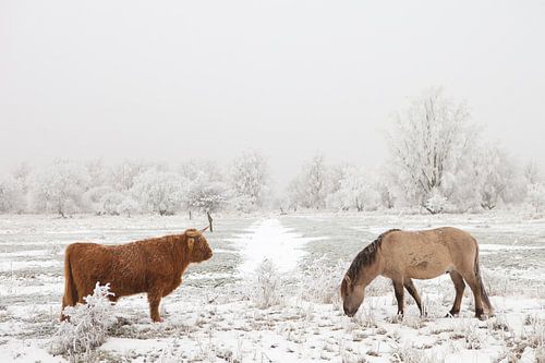 Een Schotse Hooglander en een Konikpaard in een winter landschap