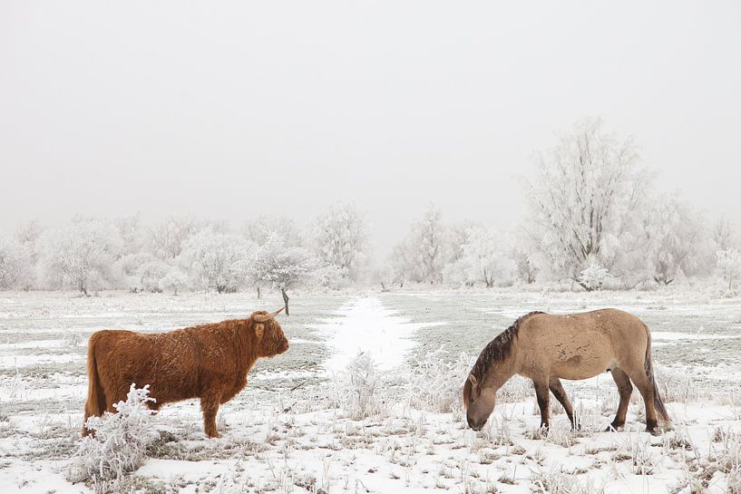 A Scottish Highlander and a Konik horse in a winter landscape by Bas Meelker