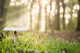 Autumn image by Rosalie Oosterom