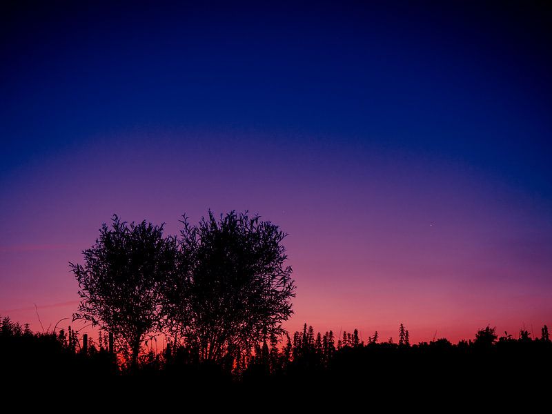 Two trees at sunset by Miranda Koenders