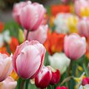 Tulp (Tulipa) van Alexander Ludwig thumbnail