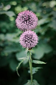 Een kleine bij op een paarse bloem op een zomerse dag van Diana van Neck Photography