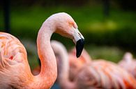 Flamingo von Randy Riepe Miniaturansicht
