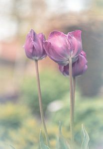 Blumen Teil 119