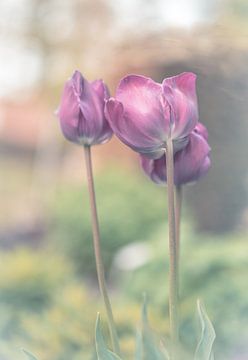 Blumen Teil 119 von Tania Perneel